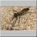 Arachnospila anceps - Wegwespe w004e 7-8mm mit Spinne - OS-Wallenhorst-Sandgrube-det.jpg
